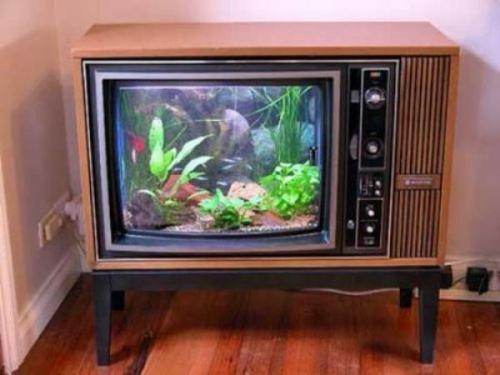 Аквариум в интерьере гостиной Аквариум в интерьере гостиной