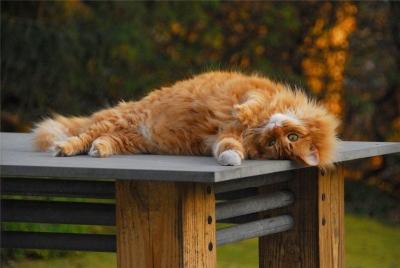 Стол для дачи своими руками: делаем деревянные столы для дачи самостоятельно, изучив пошаговые инструкции