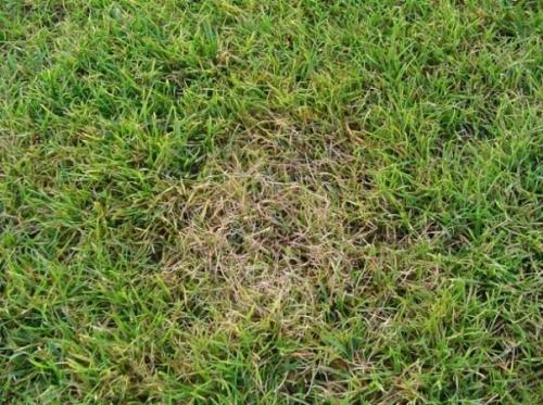 Красивый газон: основные правила ухода Красивый газон: основные правила ухода