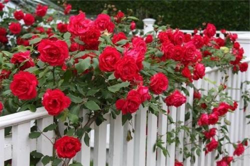 Уютный розарий возле дома Уютный розарий возле дома