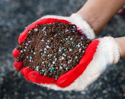 Можжевельник Блю Альпс: особенности посадки и ухода Можжевельник Блю Альпс: особенности посадки и ухода