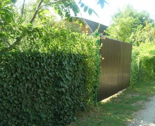 Как украсить забор из профнастила: интересные решения Как украсить забор из профнастила: интересные решения