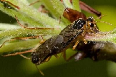 Обработка сада после цветения: чем опрыскивать растения для защиты от вредителей и болезней? Обработка сада после цветения: чем опрыскивать растения для защиты от вредителей и болезней?