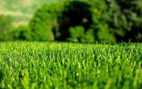 Как правильно стричь газон Как правильно стричь газон