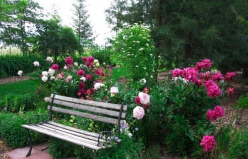 Используем пионы в дизайне участка Используем пионы в дизайне участка