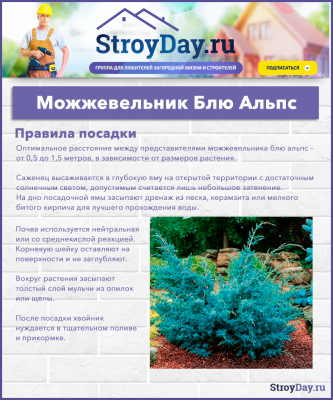 Можжевельник Блю Альпс: особенности посадки и ухода Можжевельник Блю Альпс: особенности посадки и ухода