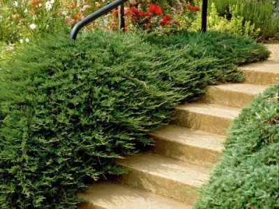 Можжевельник Блю Альпс: особенности посадки и ухода Можжевельник Блю Альпс: особенности посадки и ухода