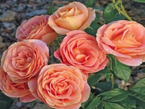 Уютный розарий возле дома Уютный розарий возле дома